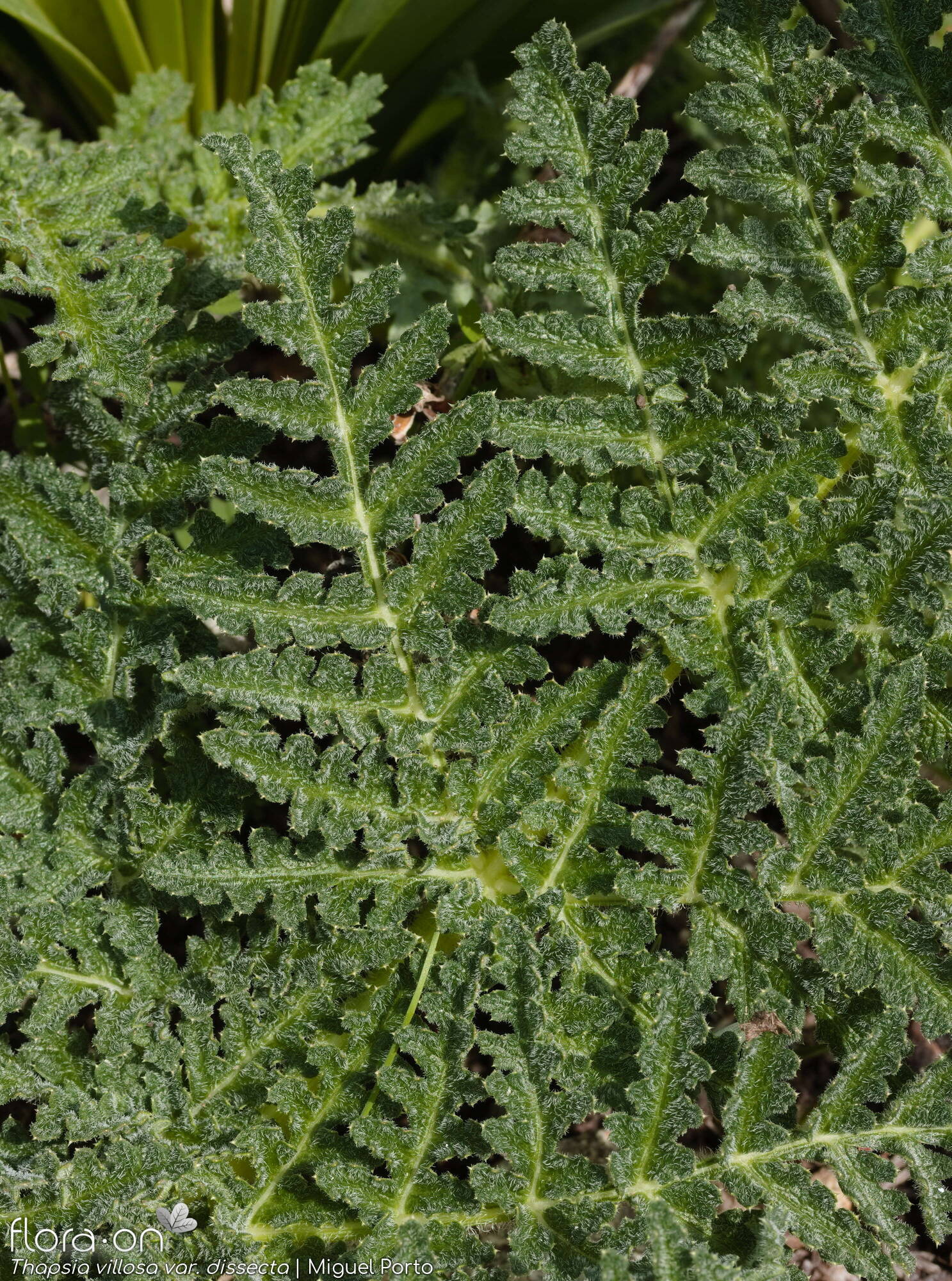 Thapsia villosa - Folha | Miguel Porto; CC BY-NC 4.0