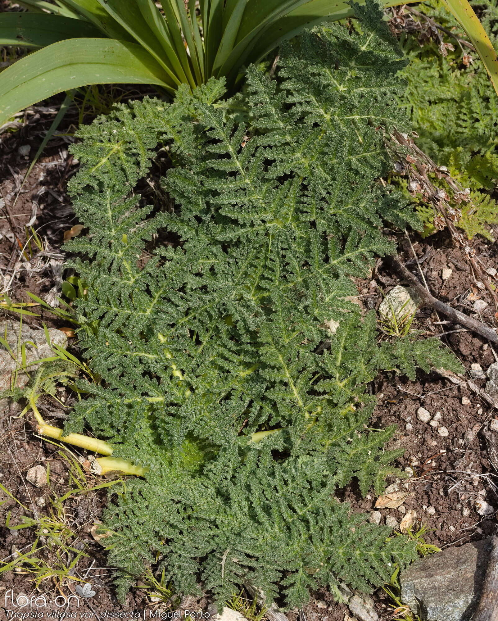 Thapsia villosa - Folha (geral) | Miguel Porto; CC BY-NC 4.0