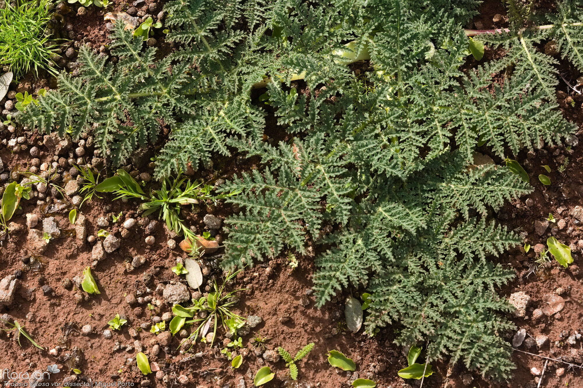 Thapsia villosa - Folha | Miguel Porto; CC BY-NC 4.0
