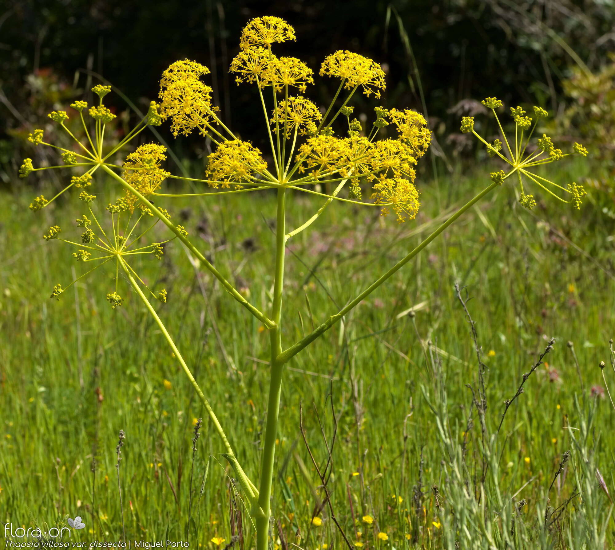 Thapsia villosa - Flor (geral) | Miguel Porto; CC BY-NC 4.0