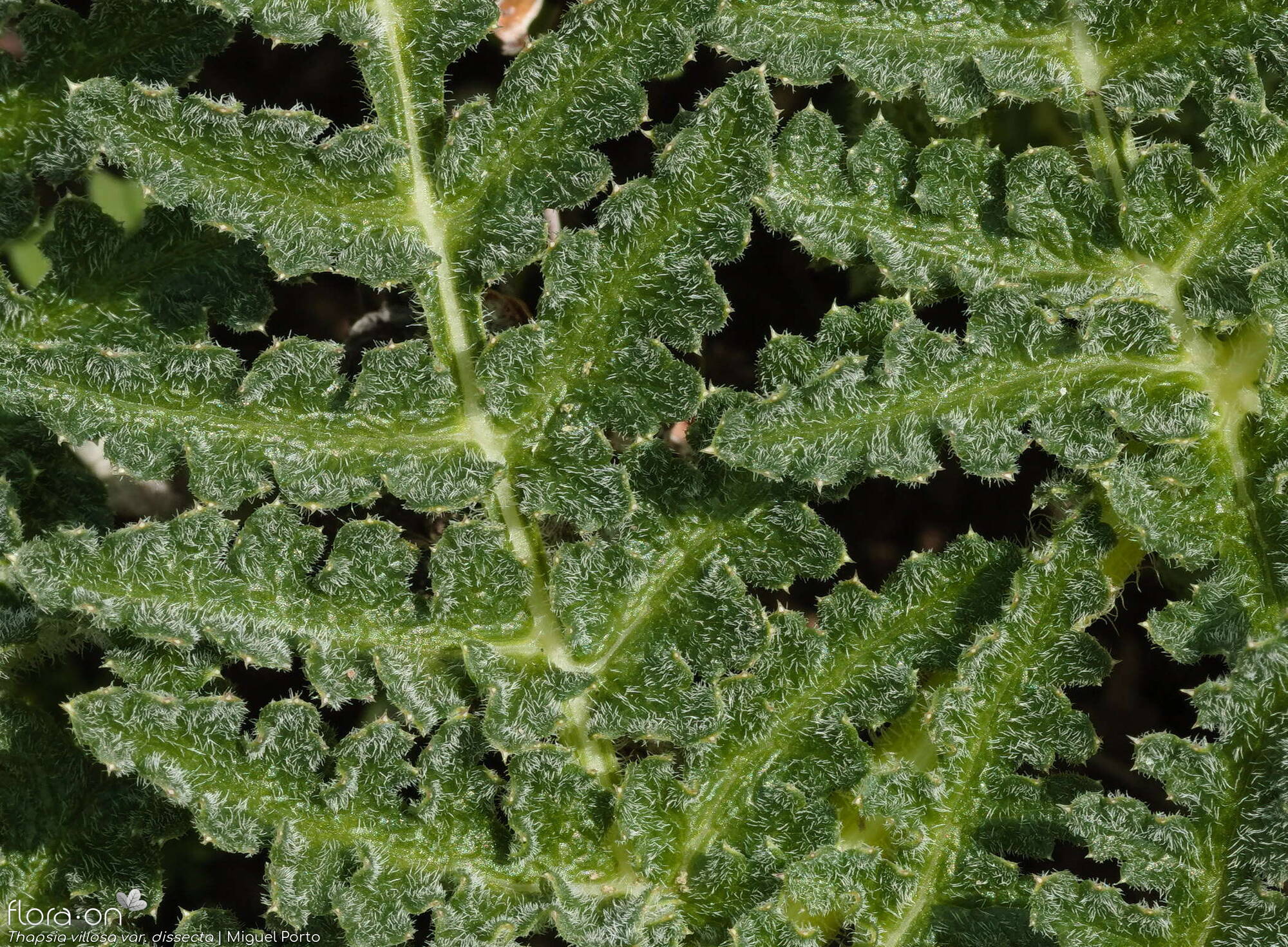 Thapsia villosa - Folha | Miguel Porto; CC BY-NC 4.0