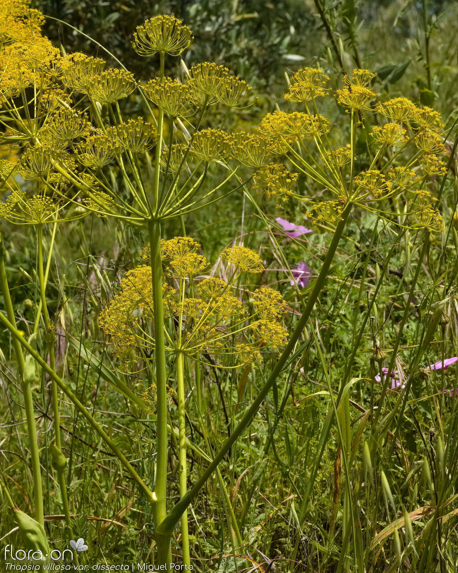 Thapsia villosa - Flor (geral) | Miguel Porto; CC BY-NC 4.0