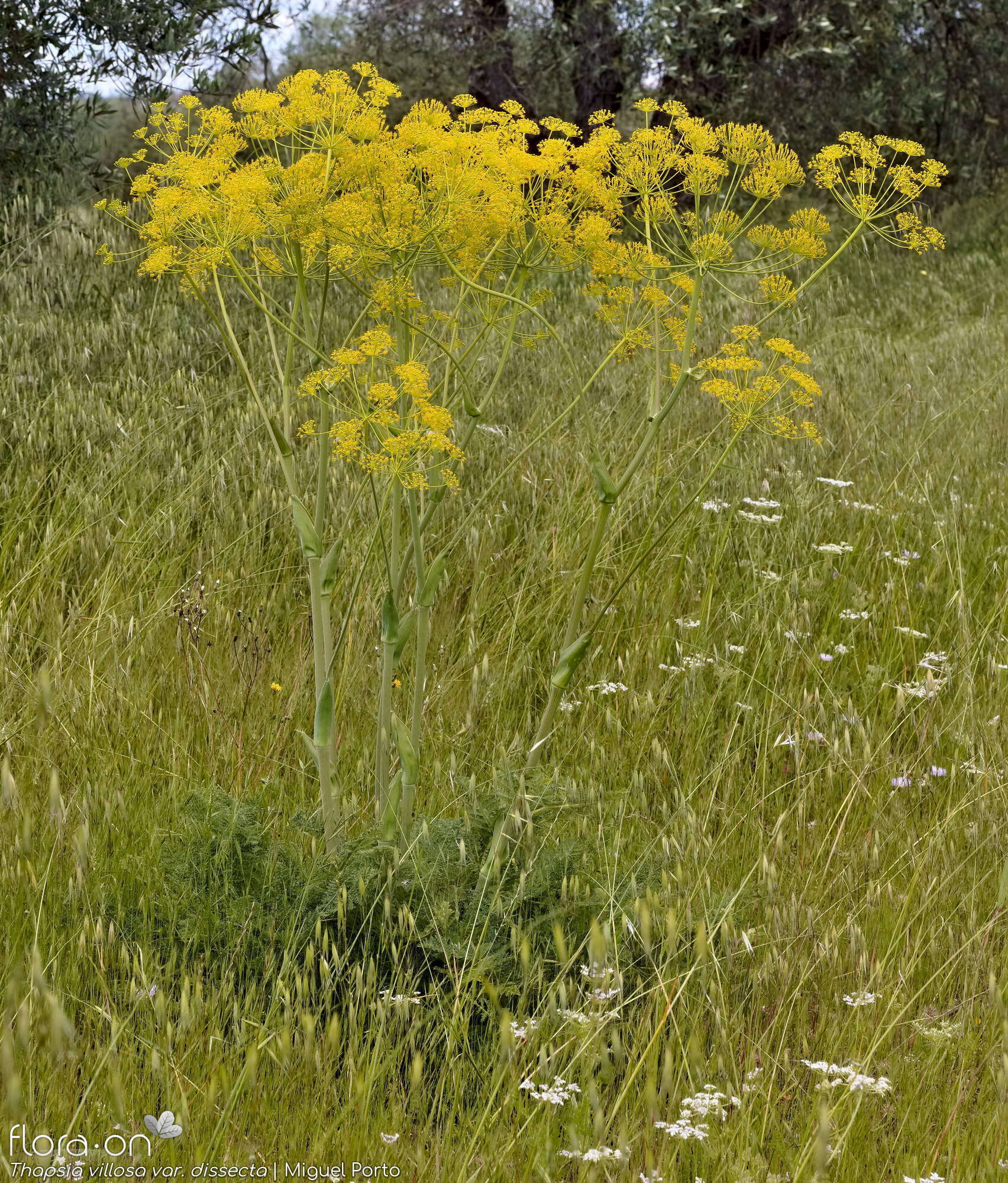 Thapsia villosa - Hábito | Miguel Porto; CC BY-NC 4.0