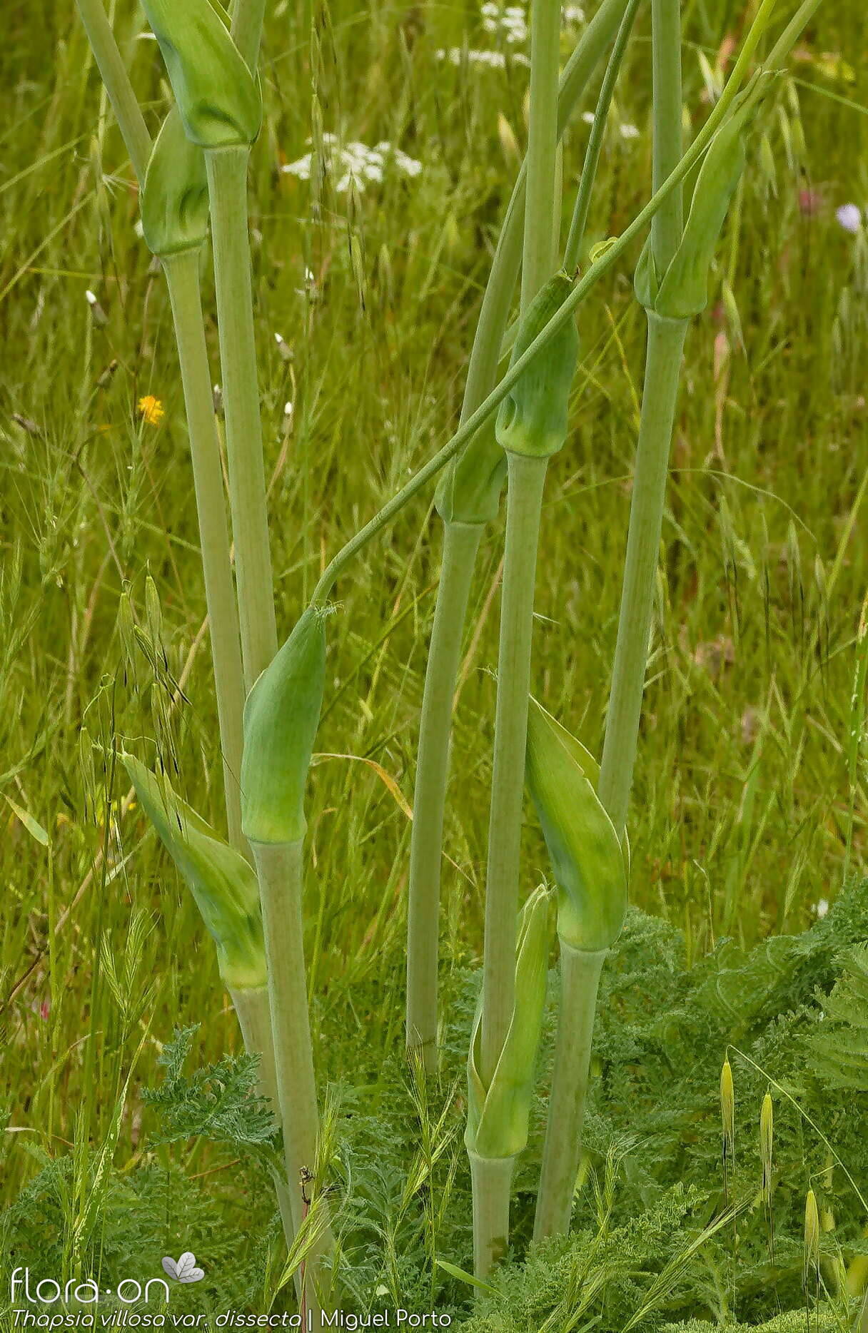 Thapsia villosa - Caule | Miguel Porto; CC BY-NC 4.0