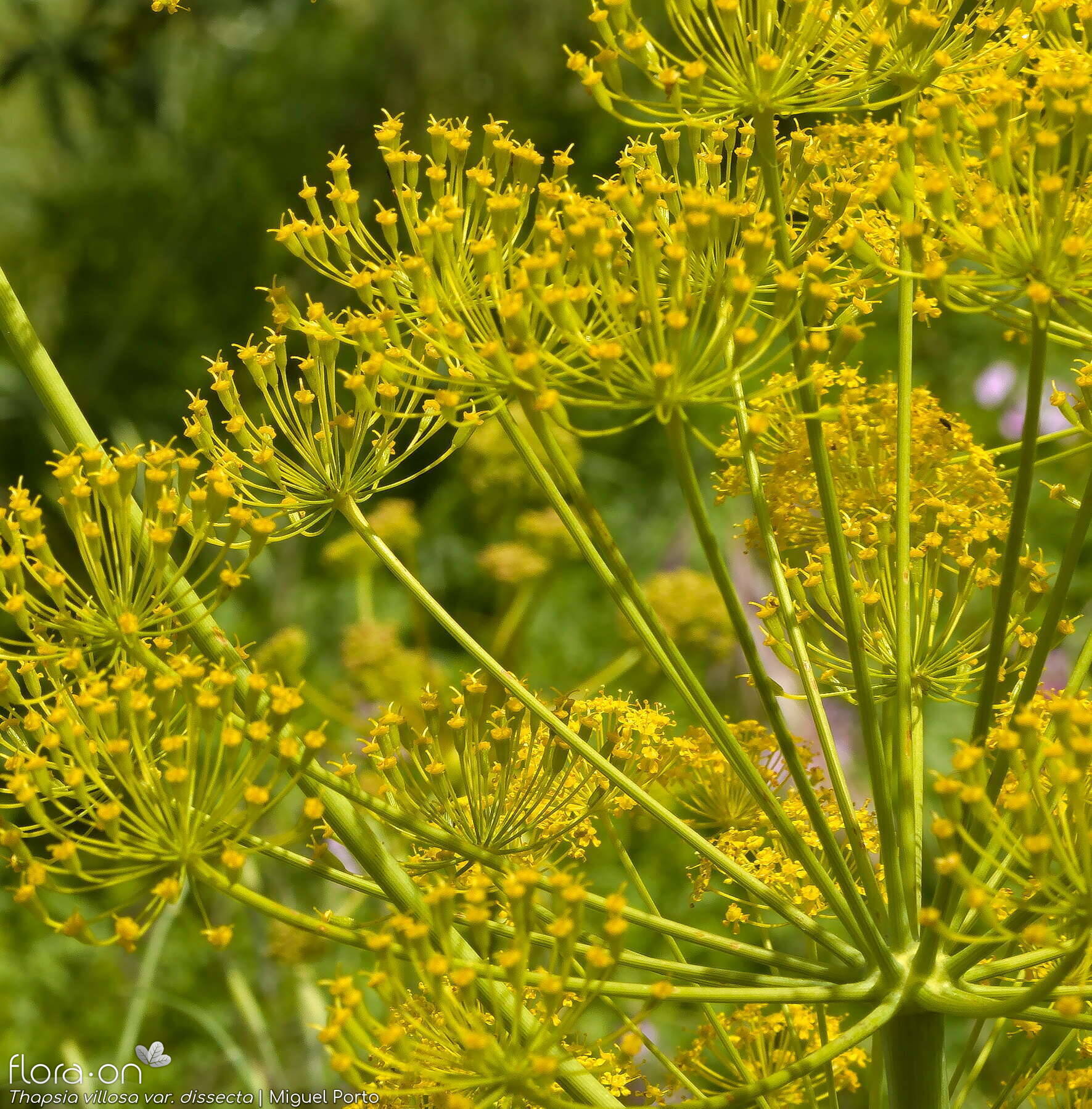 Thapsia villosa - Flor (geral) | Miguel Porto; CC BY-NC 4.0