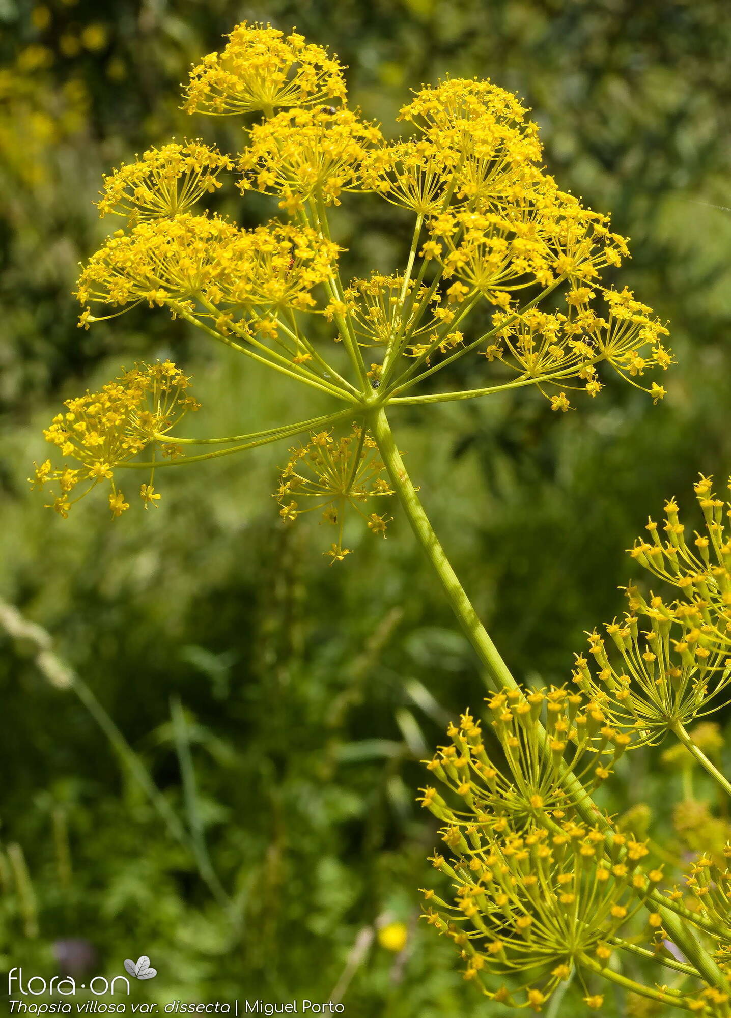 Thapsia villosa - Flor (geral) | Miguel Porto; CC BY-NC 4.0