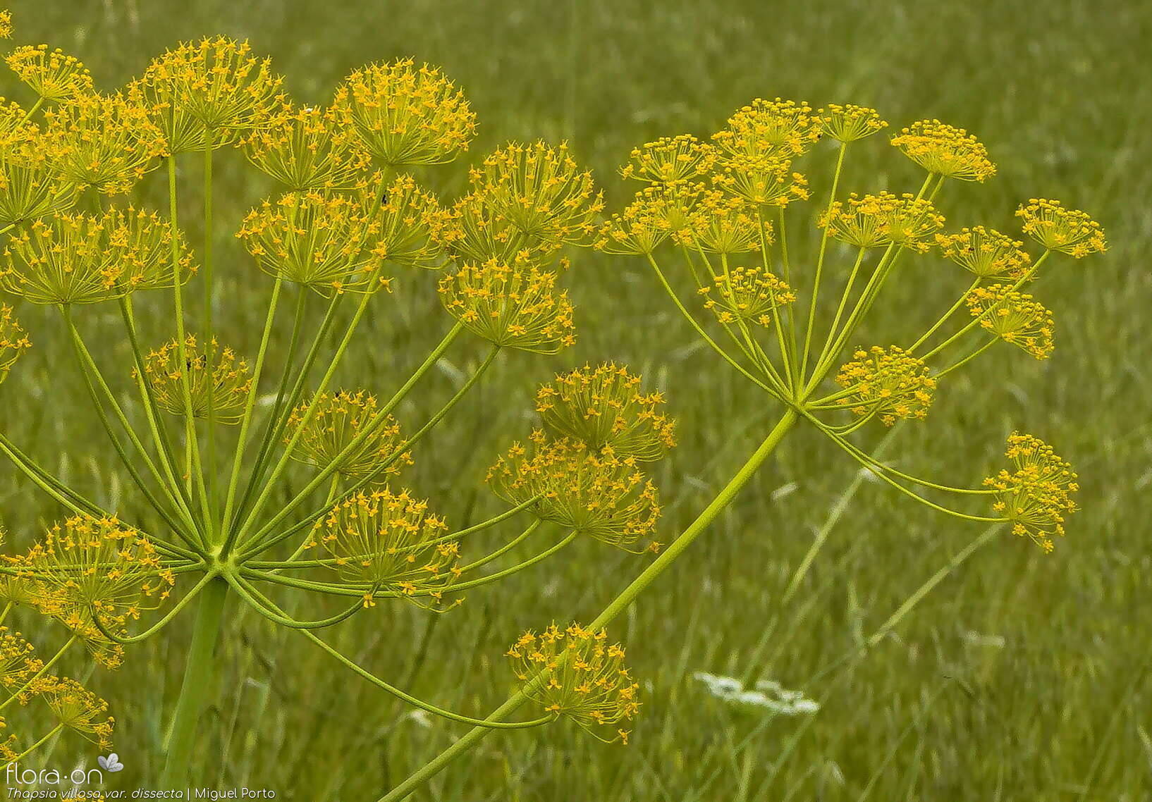 Thapsia villosa - Flor (geral) | Miguel Porto; CC BY-NC 4.0