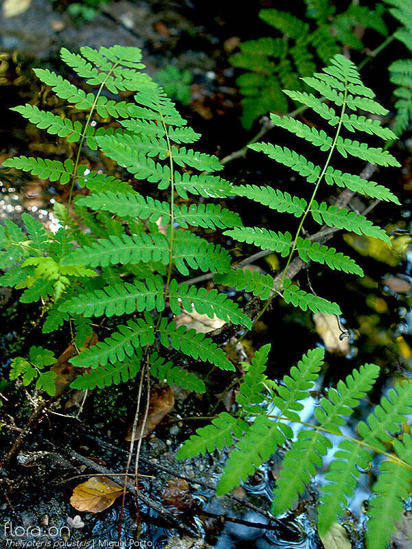 Thelypteris palustris