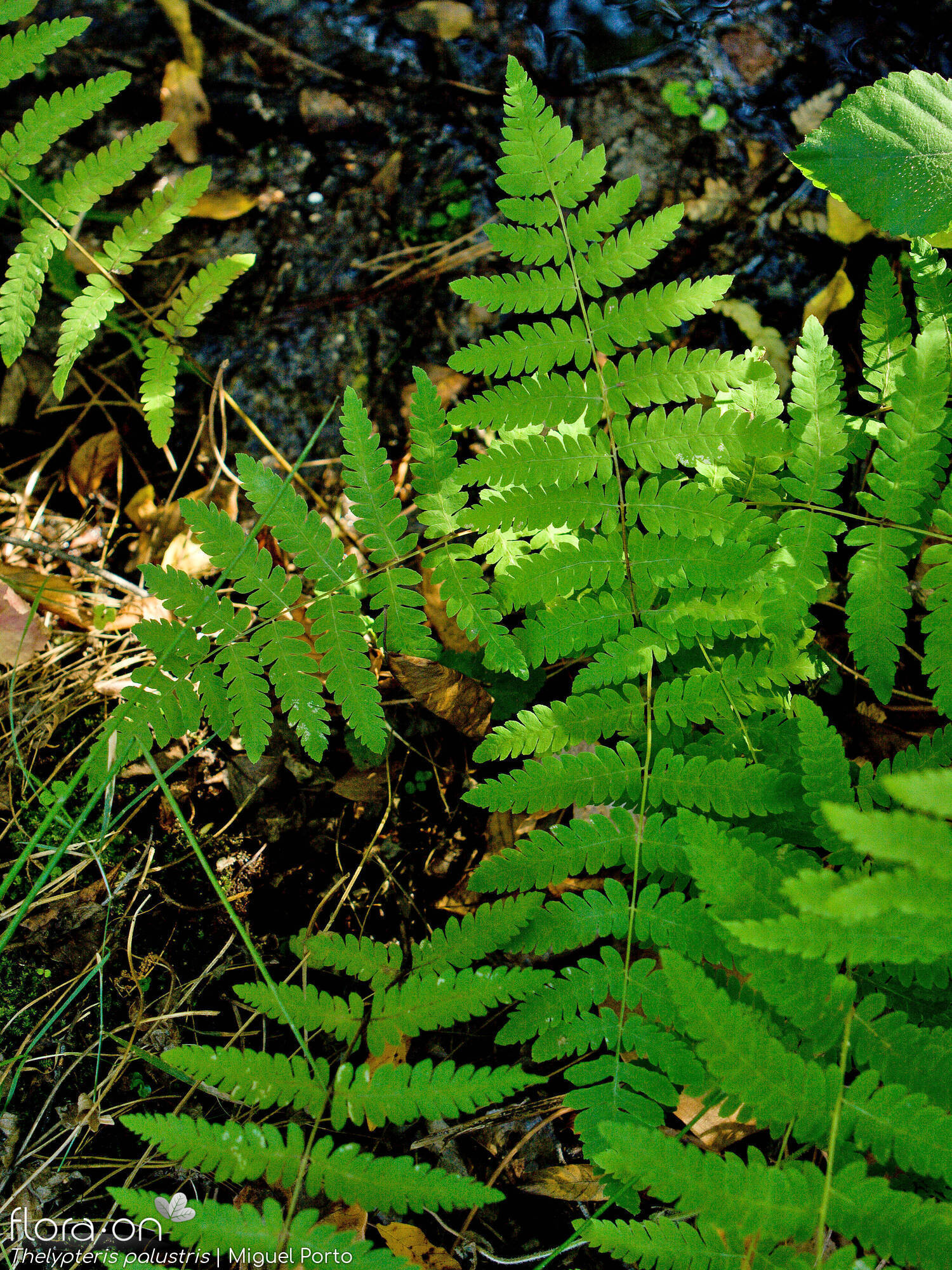 Thelypteris palustris - Hábito | Miguel Porto; CC BY-NC 4.0