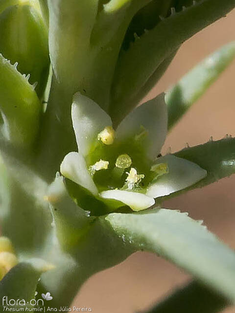 Thesium humile - Flor (close-up) | Ana Júlia Pereira; CC BY-NC 4.0