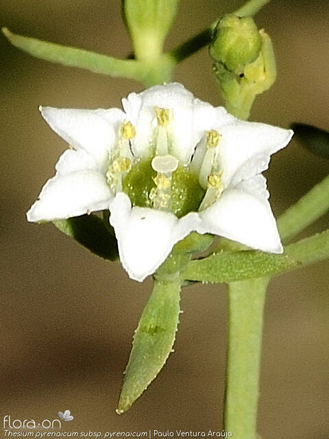 Thesium pyrenaicum pyrenaicum - Flor (close-up) | Paulo Ventura Araújo; CC BY-NC 4.0