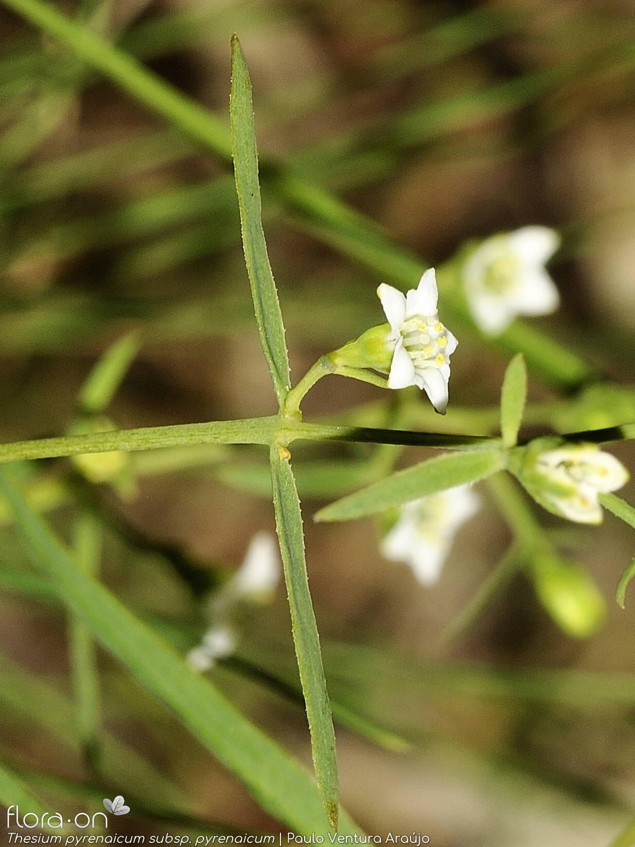 Thesium pyrenaicum pyrenaicum - Flor (close-up) | Paulo Ventura Araújo; CC BY-NC 4.0