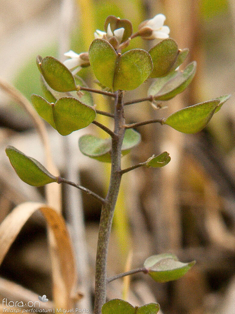 Thlaspi perfoliatum - Flor (geral) | Miguel Porto; CC BY-NC 4.0