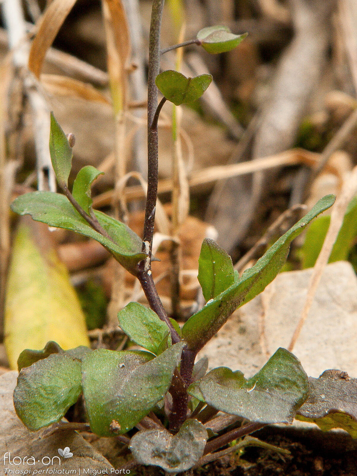 Thlaspi perfoliatum - Folha | Miguel Porto; CC BY-NC 4.0