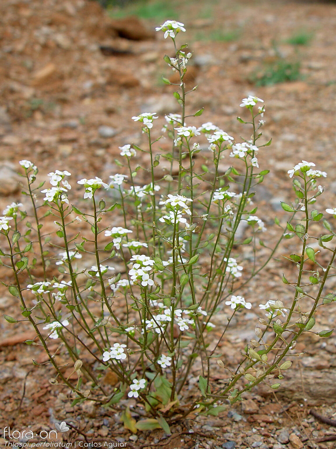 Thlaspi perfoliatum - Hábito | Carlos Aguiar; CC BY-NC 4.0