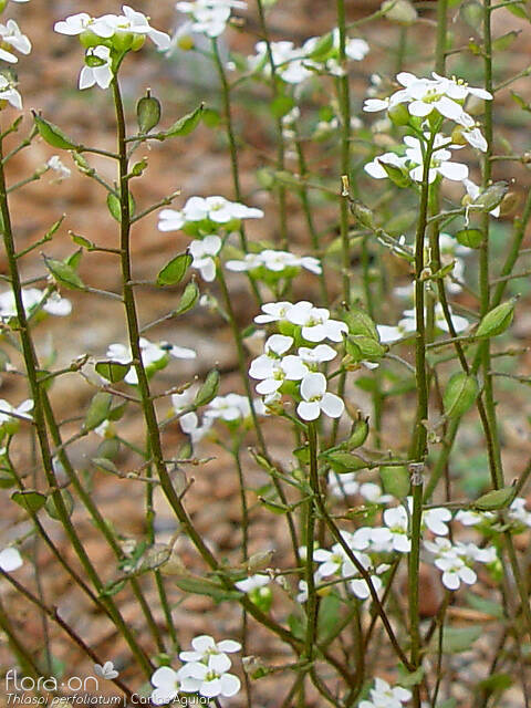 Thlaspi perfoliatum - Flor (geral) | Carlos Aguiar; CC BY-NC 4.0