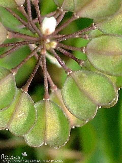 Thlaspi perfoliatum - Fruto | Cristina Estima Ramalho; CC BY-NC 4.0