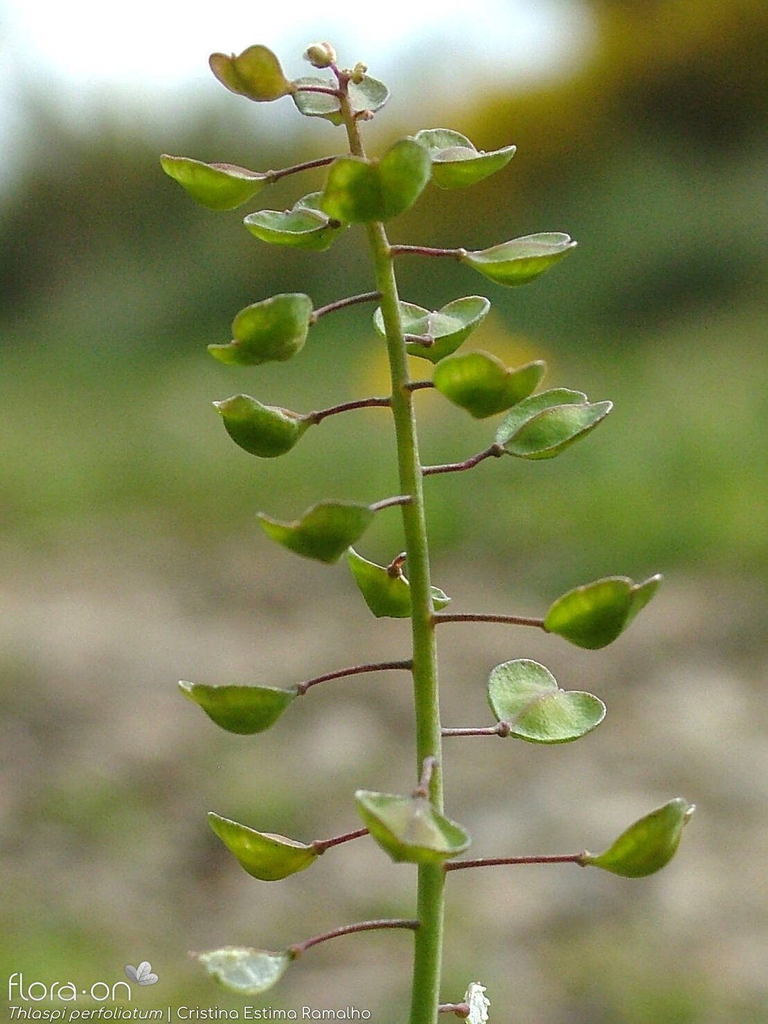 Thlaspi perfoliatum - Flor (geral) | Cristina Estima Ramalho; CC BY-NC 4.0