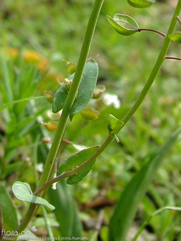 Thlaspi perfoliatum - Caule | Cristina Estima Ramalho; CC BY-NC 4.0