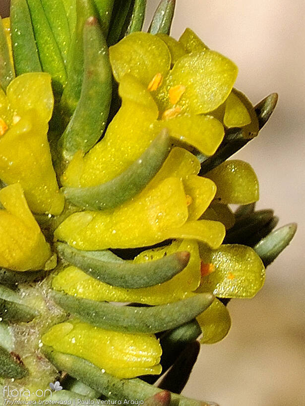 Thymelaea broteriana - Flor (close-up) | Paulo Ventura Araújo; CC BY-NC 4.0