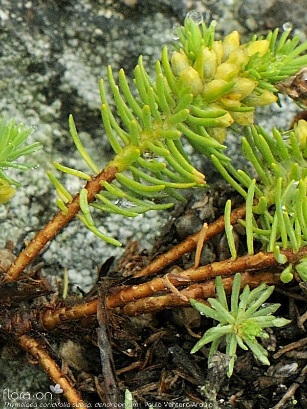 Thymelaea coridifolia dendrobryum - Folha (geral) | Paulo Ventura Araújo; CC BY-NC 4.0