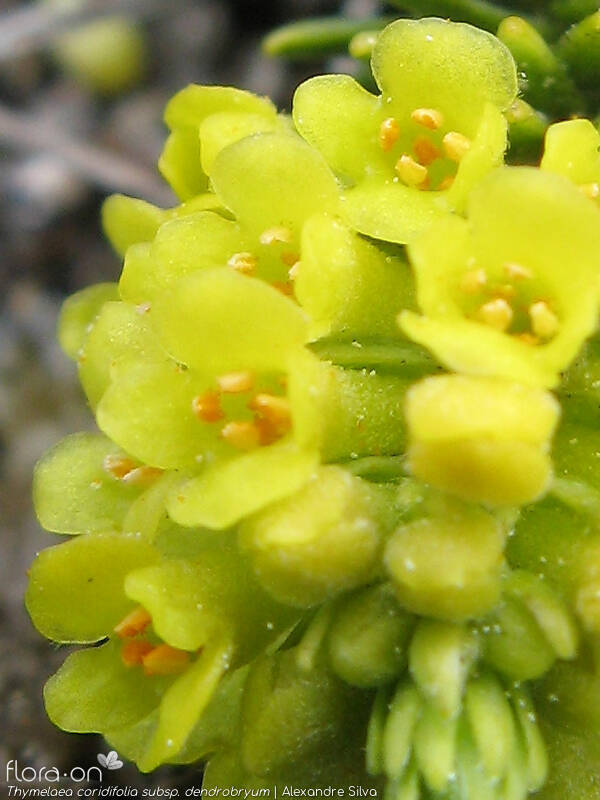 Thymelaea coridifolia dendrobryum - Flor (close-up) | Alexandre Silva; CC BY-NC 4.0