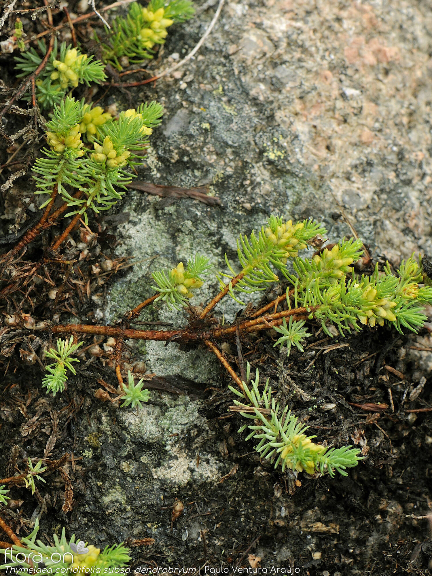 Thymelaea coridifolia dendrobryum - Hábito | Paulo Ventura Araújo; CC BY-NC 4.0