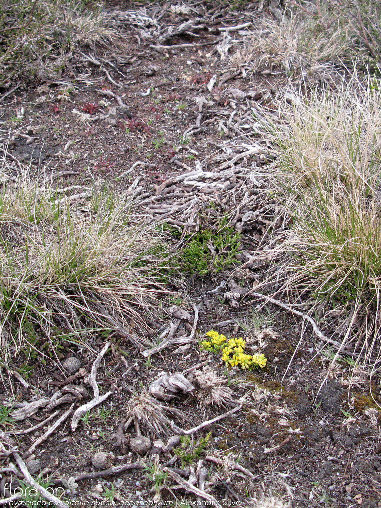 Thymelaea coridifolia dendrobryum - Habitat | Alexandre Silva; CC BY-NC 4.0