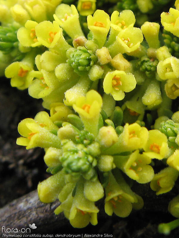 Thymelaea coridifolia dendrobryum - Flor (close-up) | Alexandre Silva; CC BY-NC 4.0