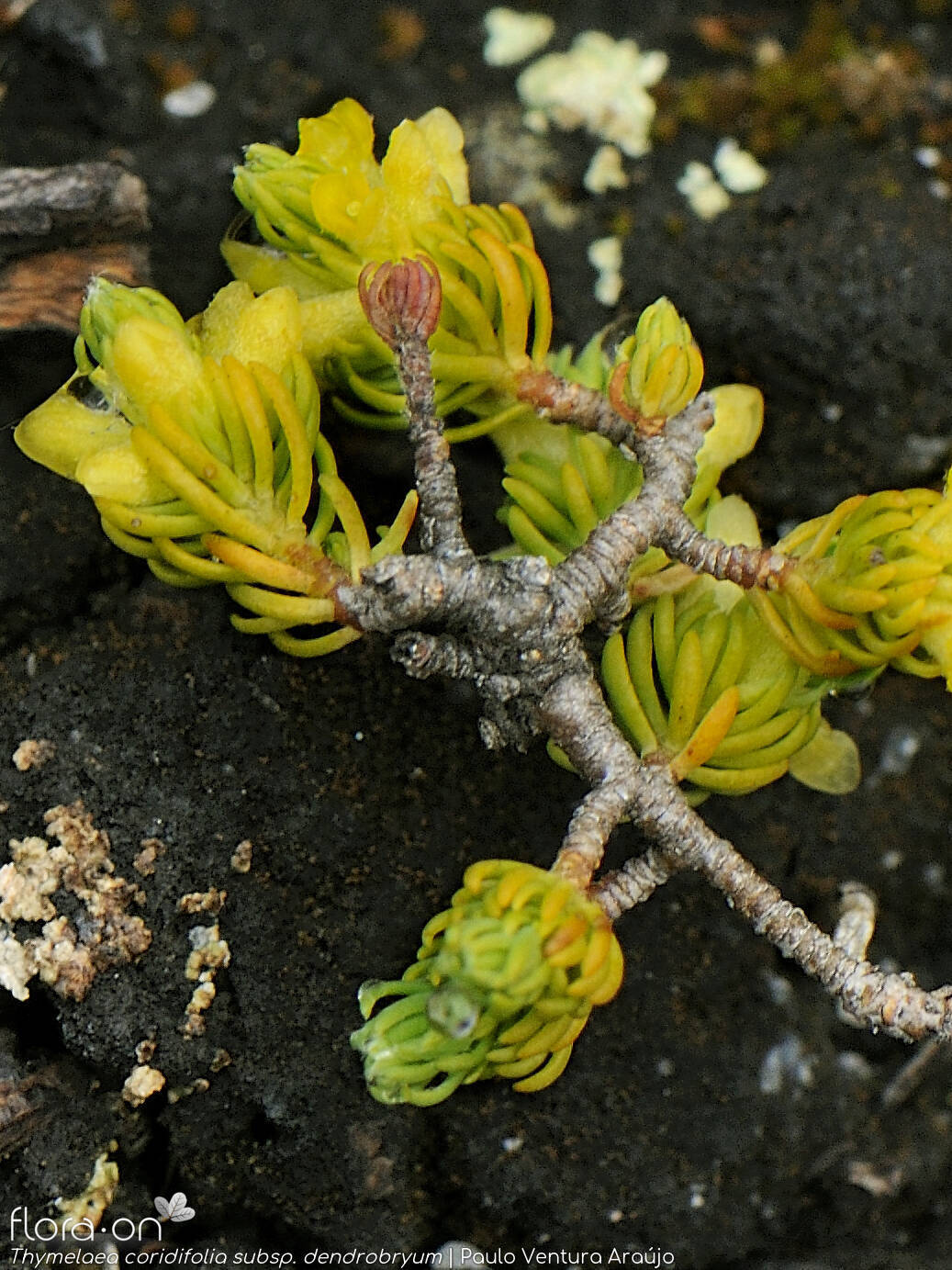 Thymelaea coridifolia dendrobryum - Flor (geral) | Paulo Ventura Araújo; CC BY-NC 4.0