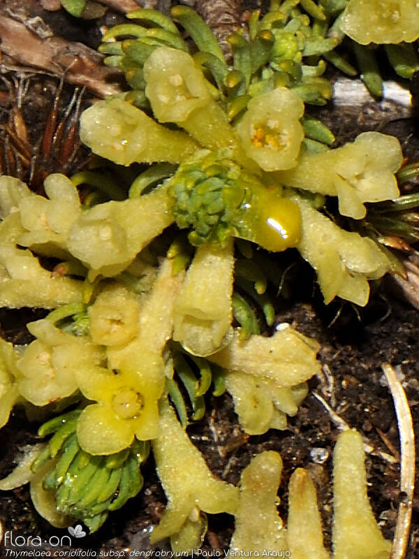 Thymelaea coridifolia dendrobryum - Flor (close-up) | Paulo Ventura Araújo; CC BY-NC 4.0