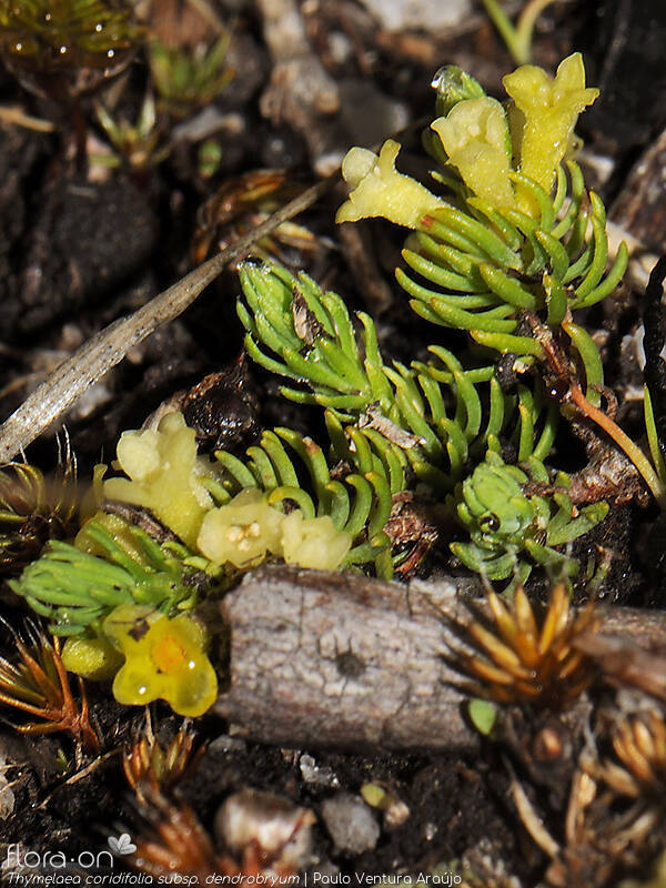 Thymelaea coridifolia dendrobryum - Flor (geral) | Paulo Ventura Araújo; CC BY-NC 4.0