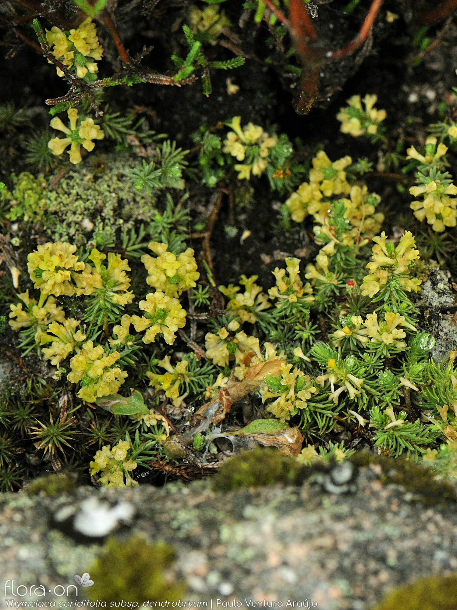 Thymelaea coridifolia dendrobryum - Hábito | Paulo Ventura Araújo; CC BY-NC 4.0