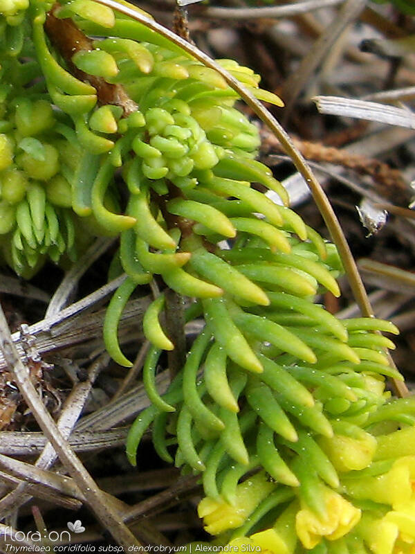 Thymelaea coridifolia dendrobryum - Folha | Alexandre Silva; CC BY-NC 4.0