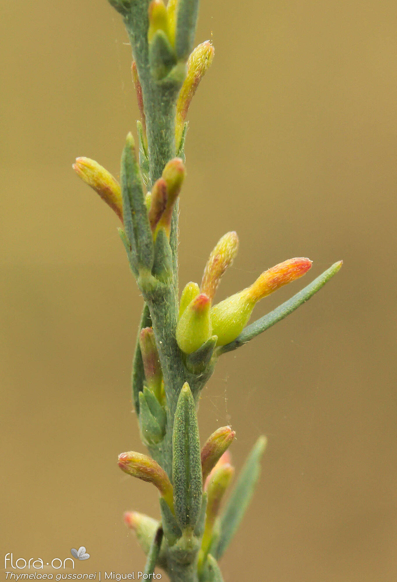 Thymelaea gussonei - Flor (close-up) | Miguel Porto; CC BY-NC 4.0