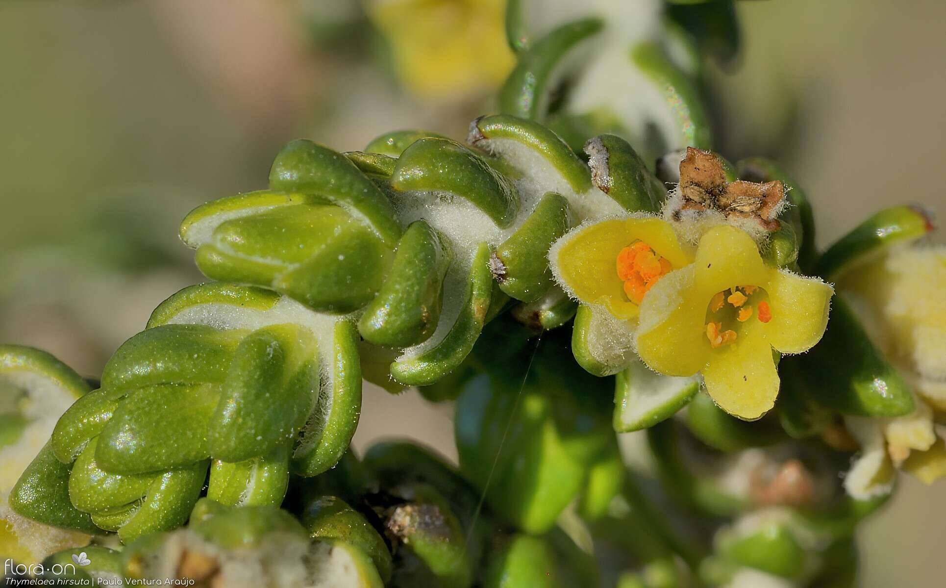 Thymelaea hirsuta - Flor (close-up) | Paulo Ventura Araújo; CC BY-NC 4.0
