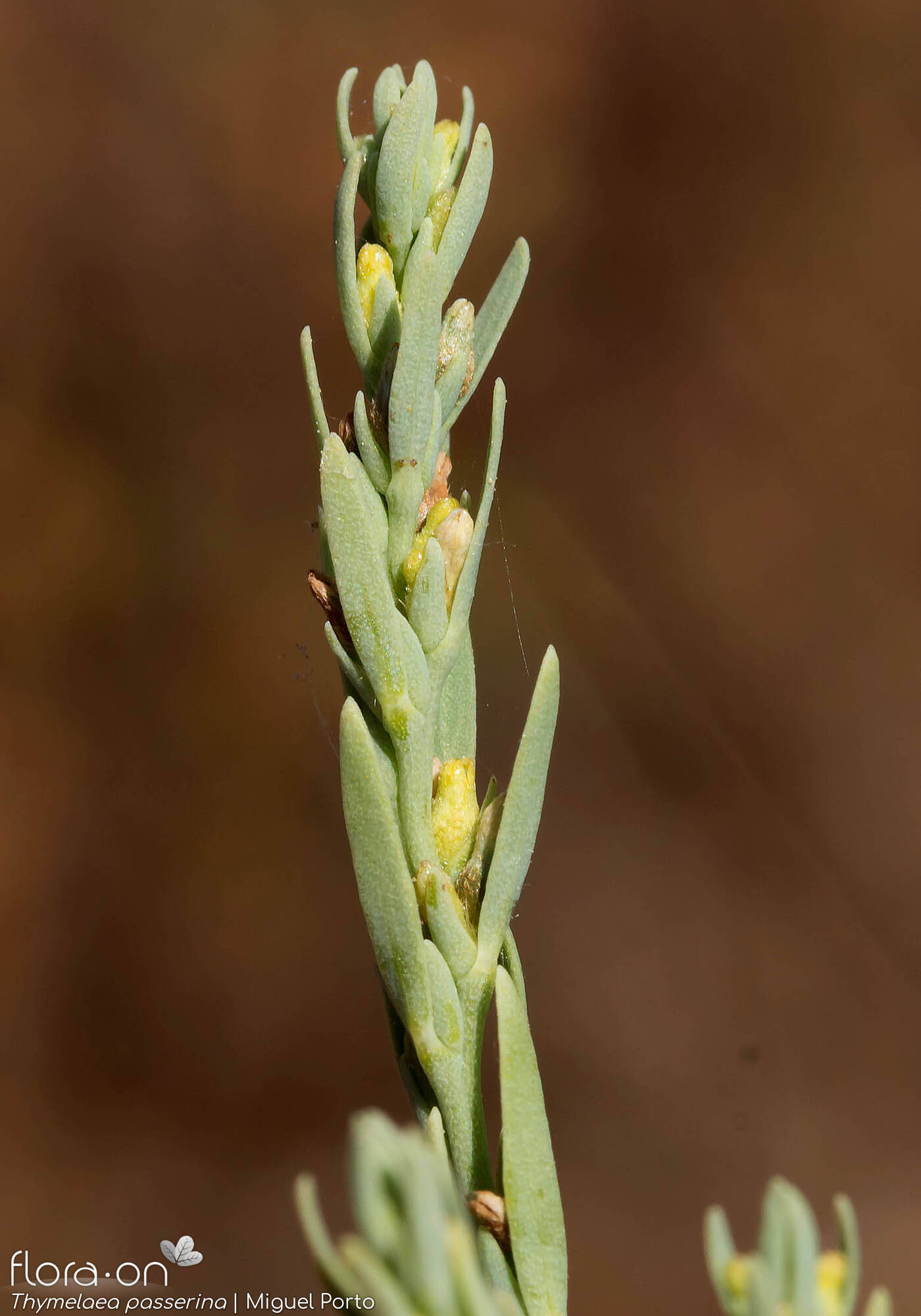 Thymelaea passerina - Flor (geral) | Miguel Porto; CC BY-NC 4.0