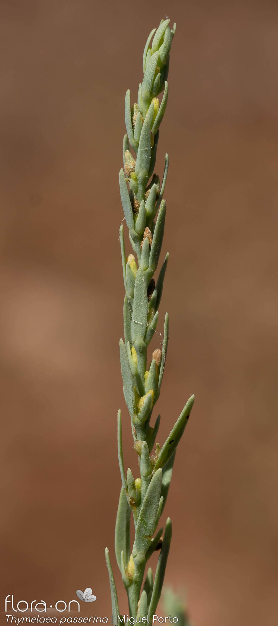 Thymelaea passerina - Flor (geral) | Miguel Porto; CC BY-NC 4.0