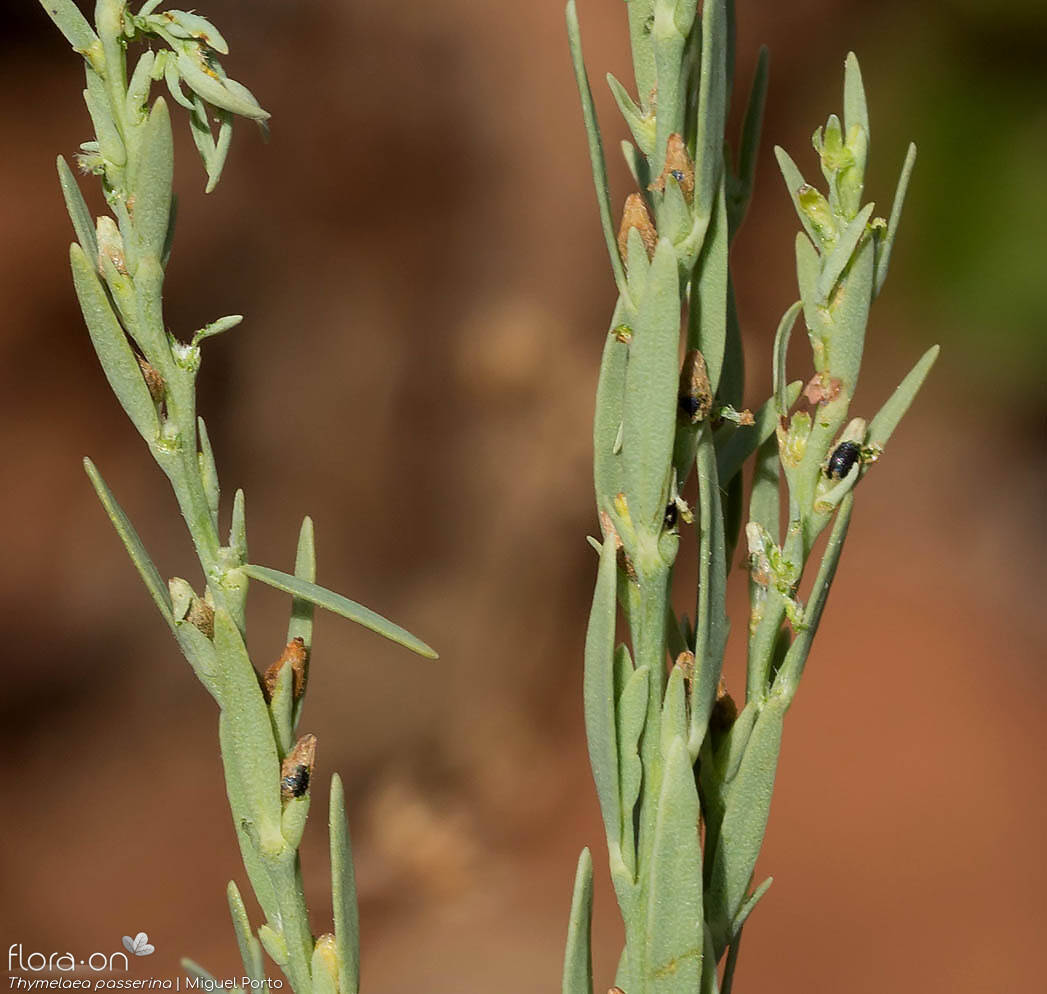 Thymelaea passerina - Folha (geral) | Miguel Porto; CC BY-NC 4.0
