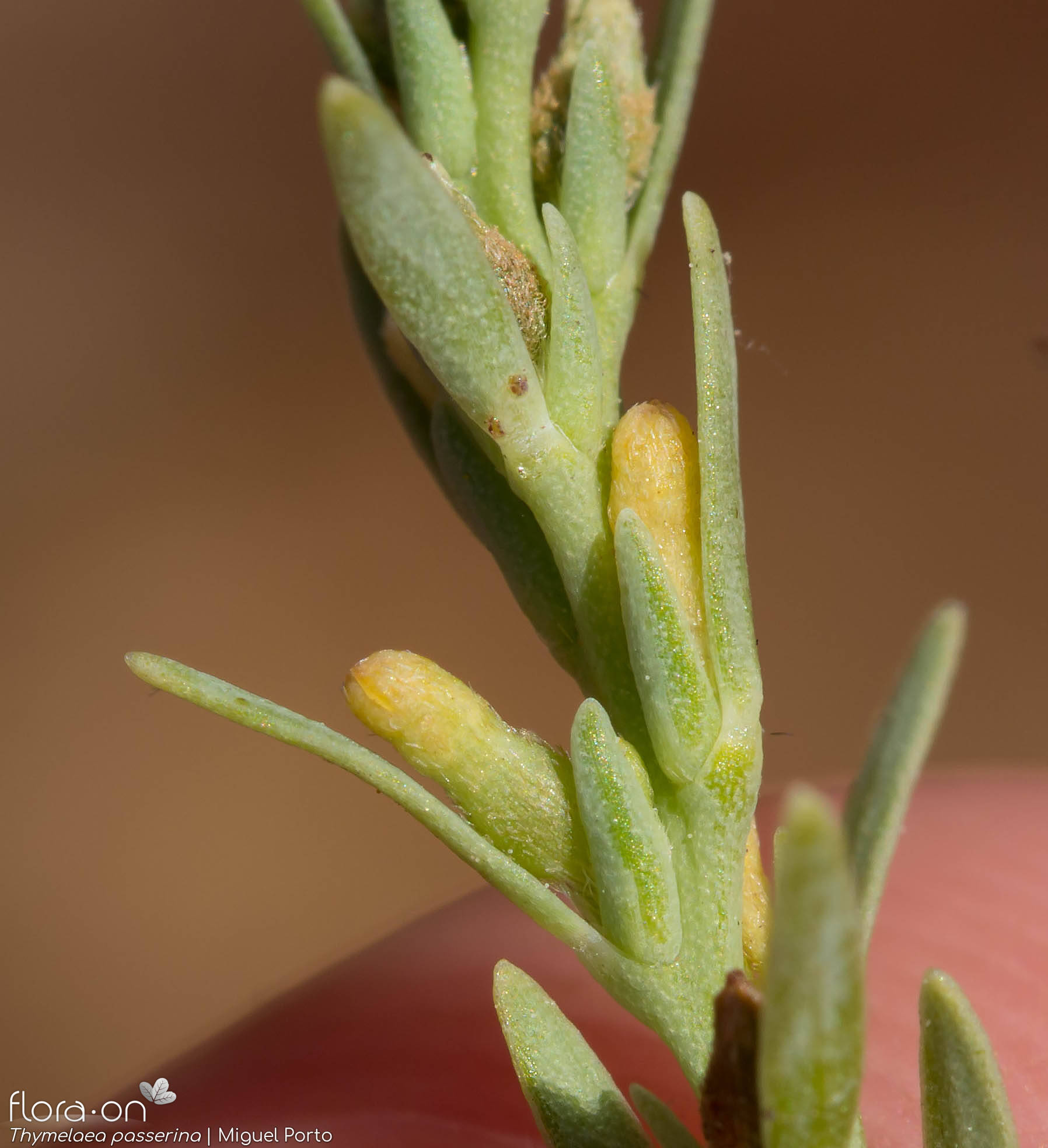 Thymelaea passerina - Flor (close-up) | Miguel Porto; CC BY-NC 4.0
