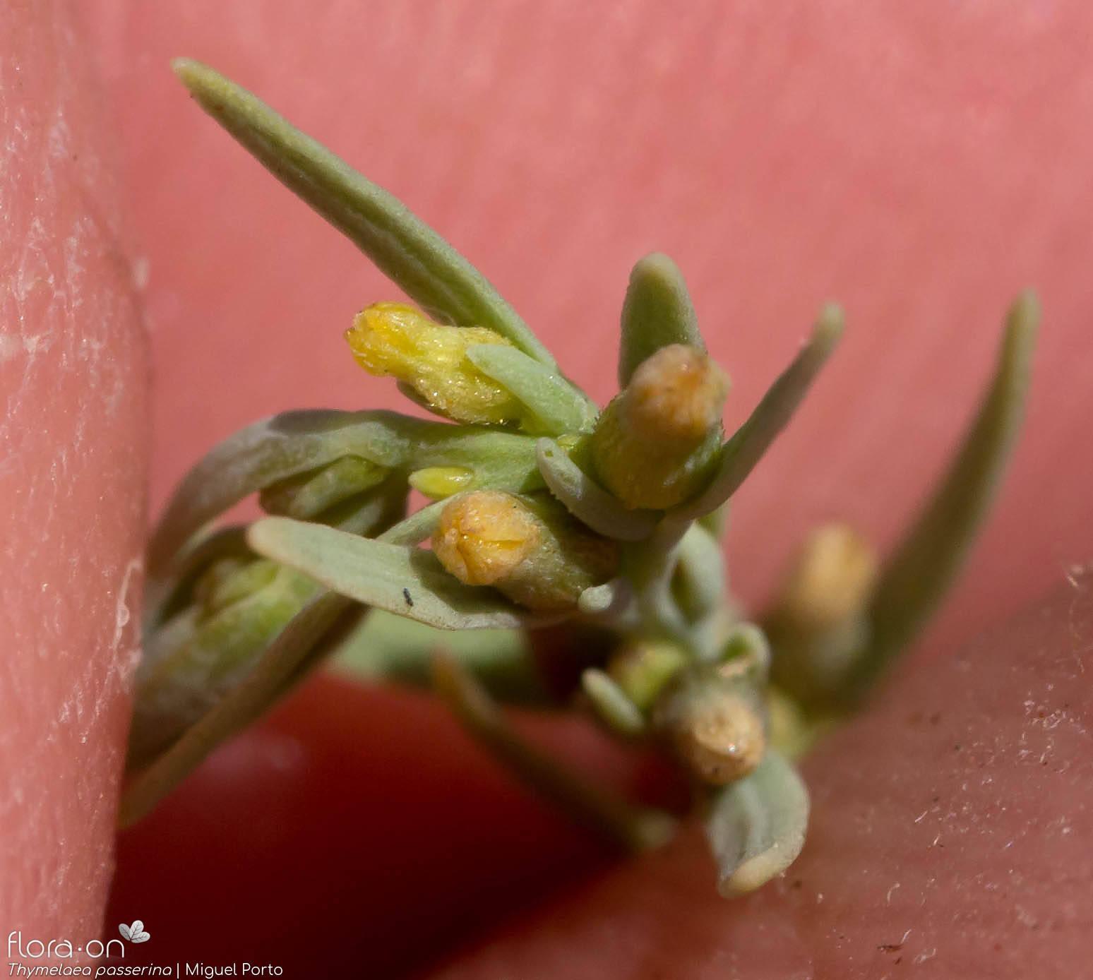 Thymelaea passerina - Flor (close-up) | Miguel Porto; CC BY-NC 4.0