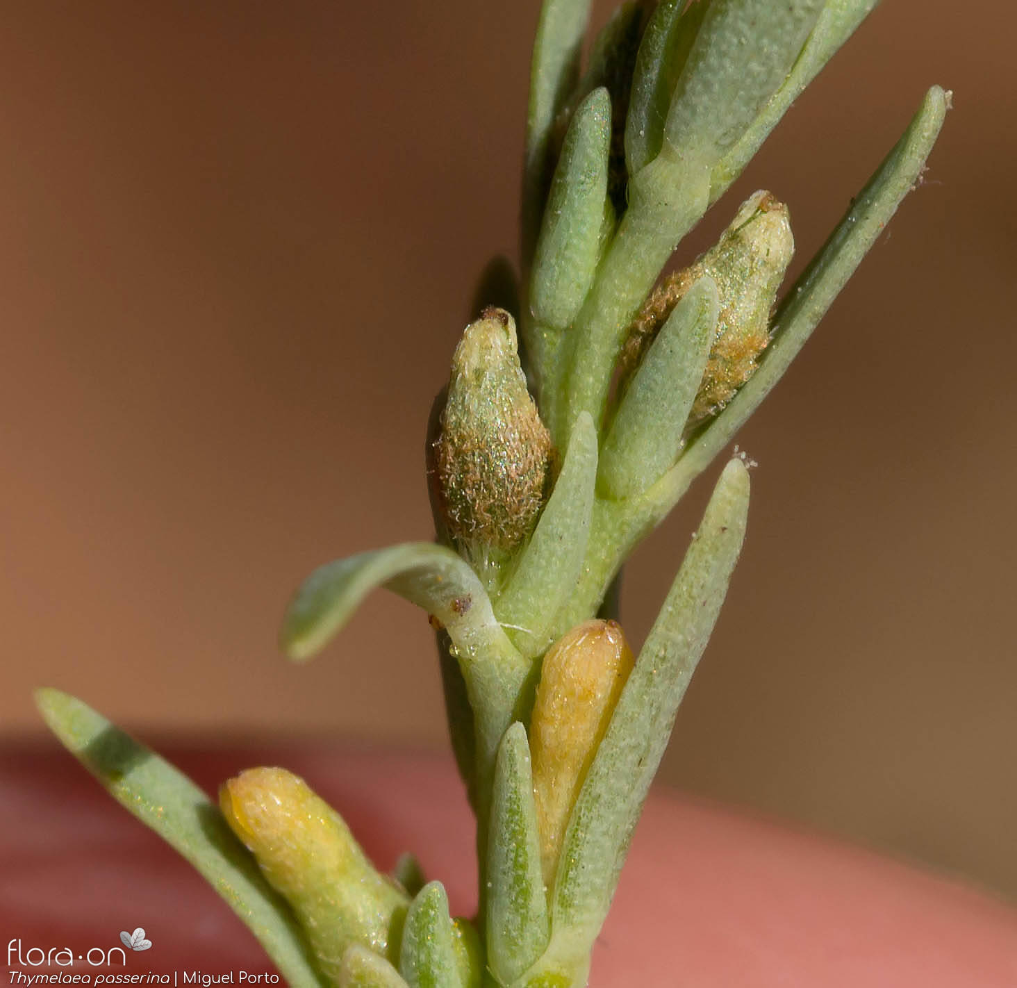 Thymelaea passerina - Fruto | Miguel Porto; CC BY-NC 4.0