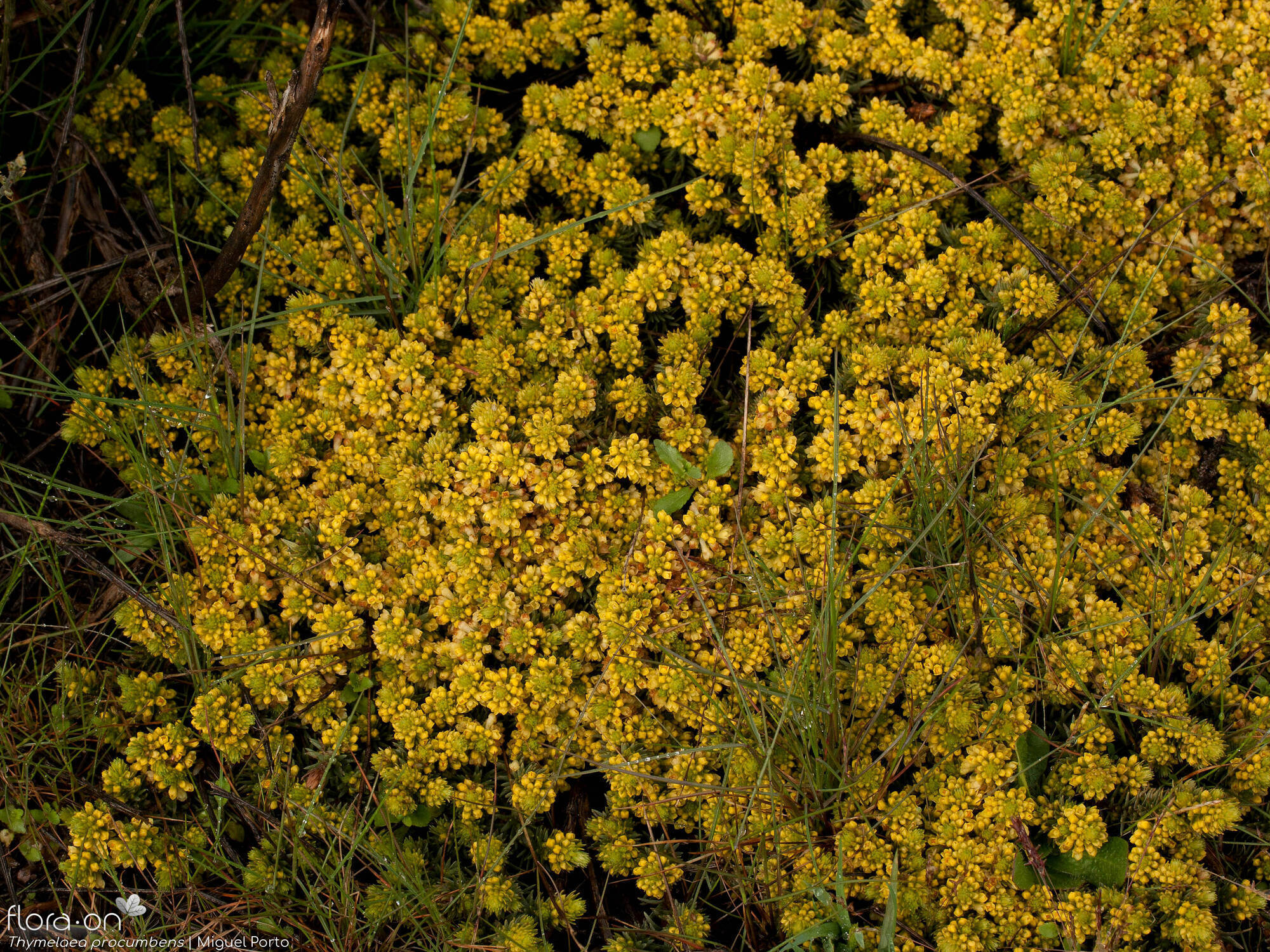 Thymelaea procumbens - Hábito | Miguel Porto; CC BY-NC 4.0