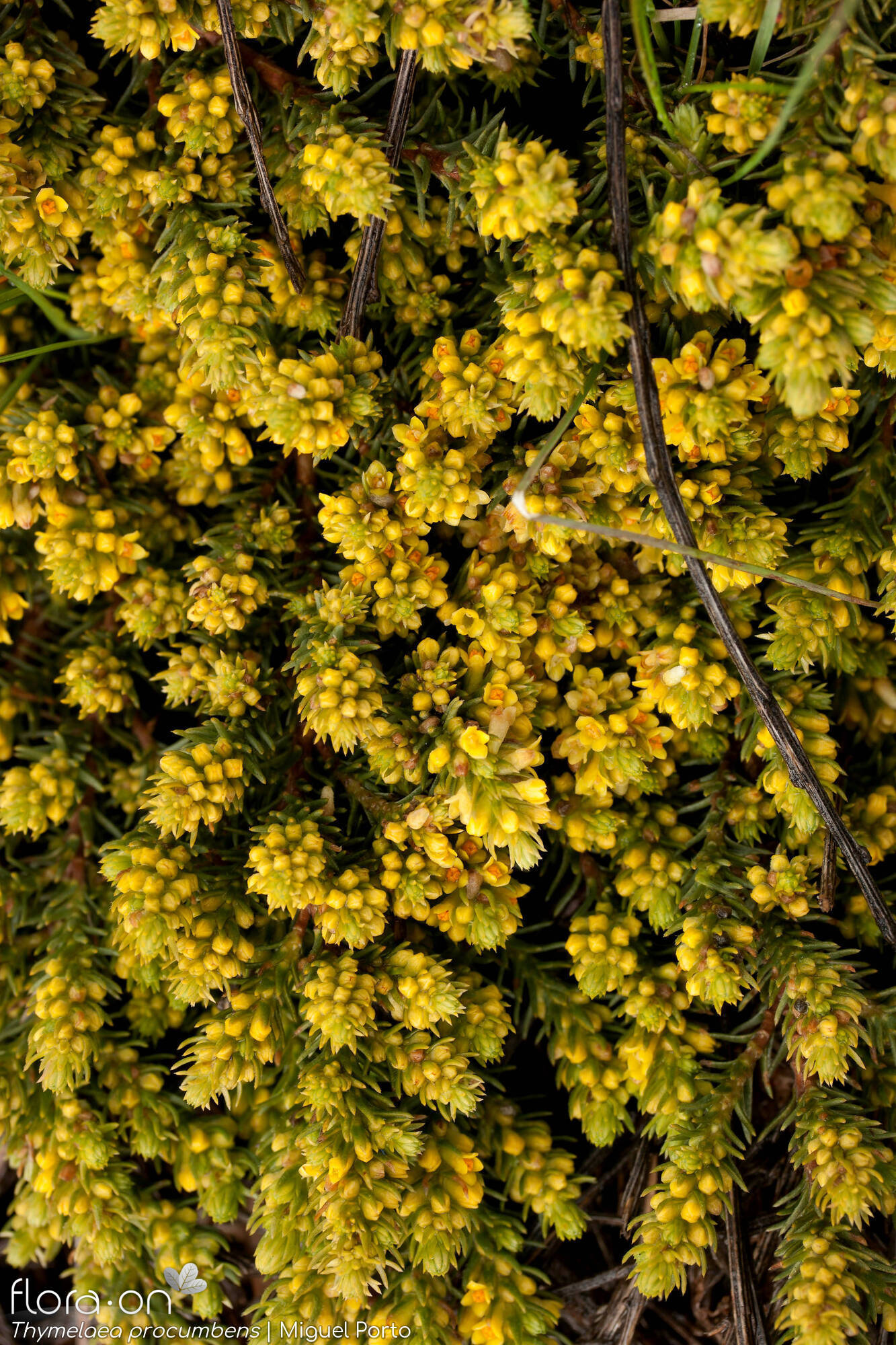 Thymelaea procumbens - Flor (geral) | Miguel Porto; CC BY-NC 4.0