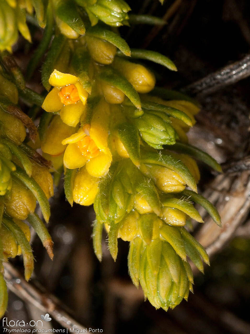 Thymelaea procumbens - Flor (close-up) | Miguel Porto; CC BY-NC 4.0
