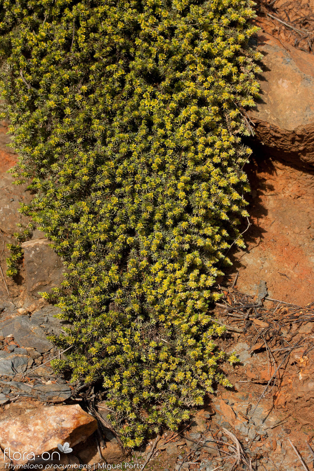 Thymelaea procumbens - Hábito | Miguel Porto; CC BY-NC 4.0