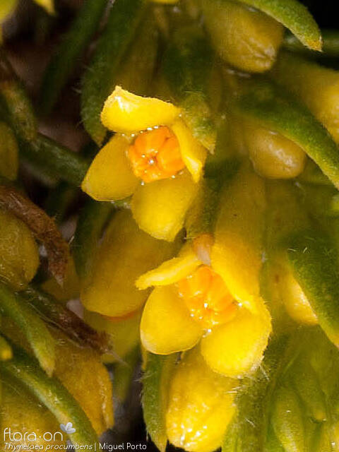 Thymelaea procumbens - Flor (close-up) | Miguel Porto; CC BY-NC 4.0
