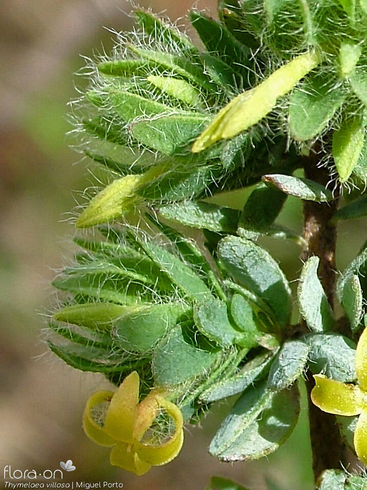 Thymelaea villosa - Flor (close-up) | Miguel Porto; CC BY-NC 4.0