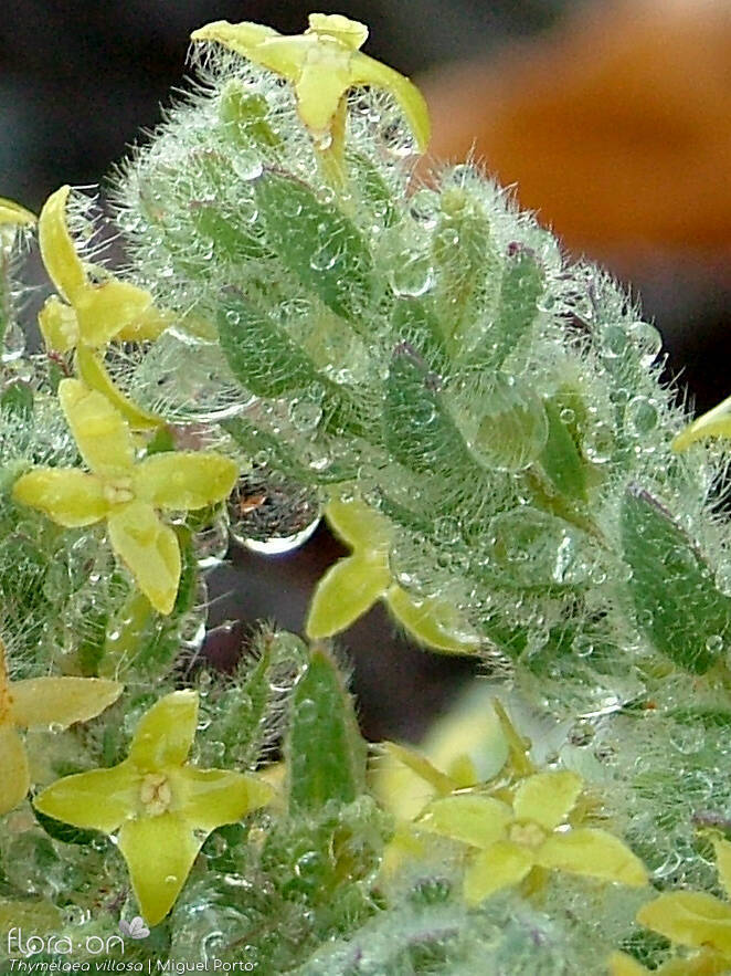 Thymelaea villosa - Flor (close-up) | Miguel Porto; CC BY-NC 4.0
