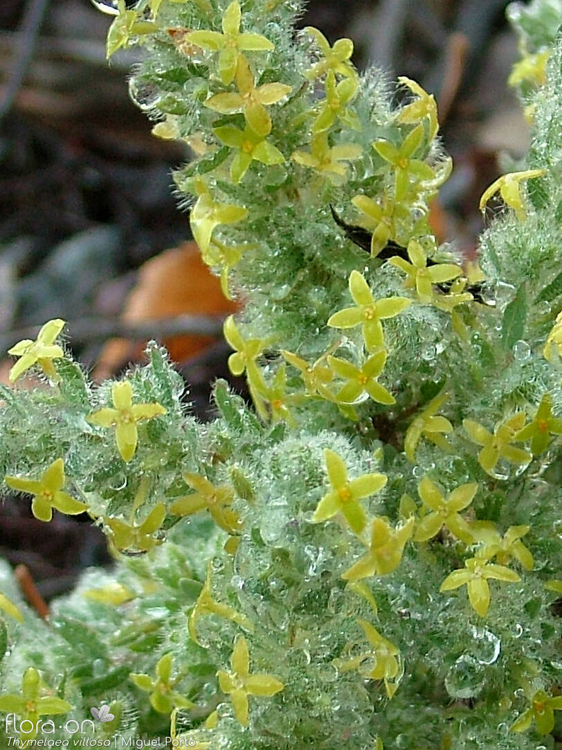Thymelaea villosa - Flor (geral) | Miguel Porto; CC BY-NC 4.0